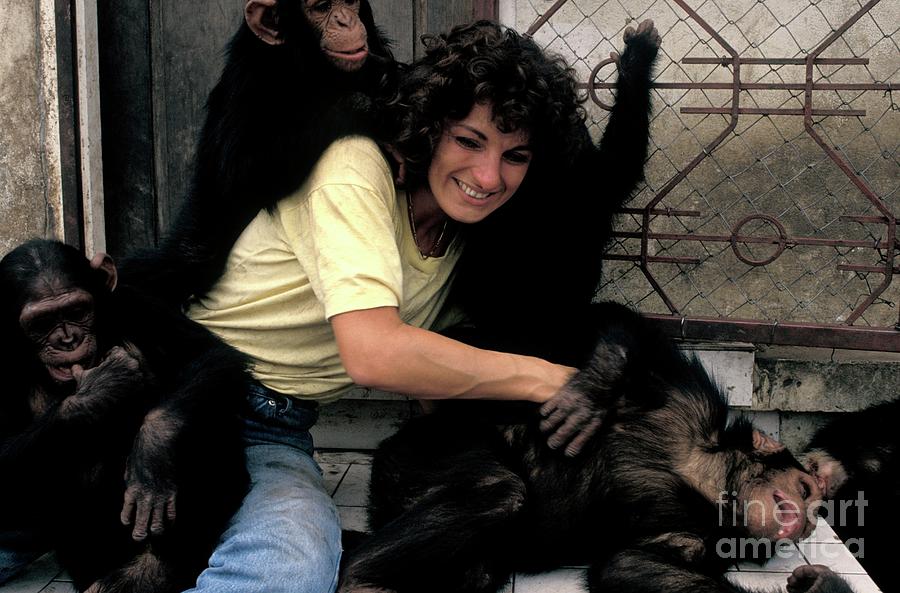 Animal Photograph - Chimpanzee Conservation Centre #4 by Patrick Landmann/science Photo Library