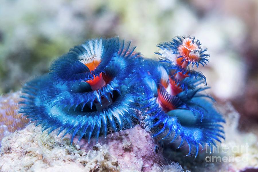 Christmas Tree Worms Photograph by Douwma/science Photo