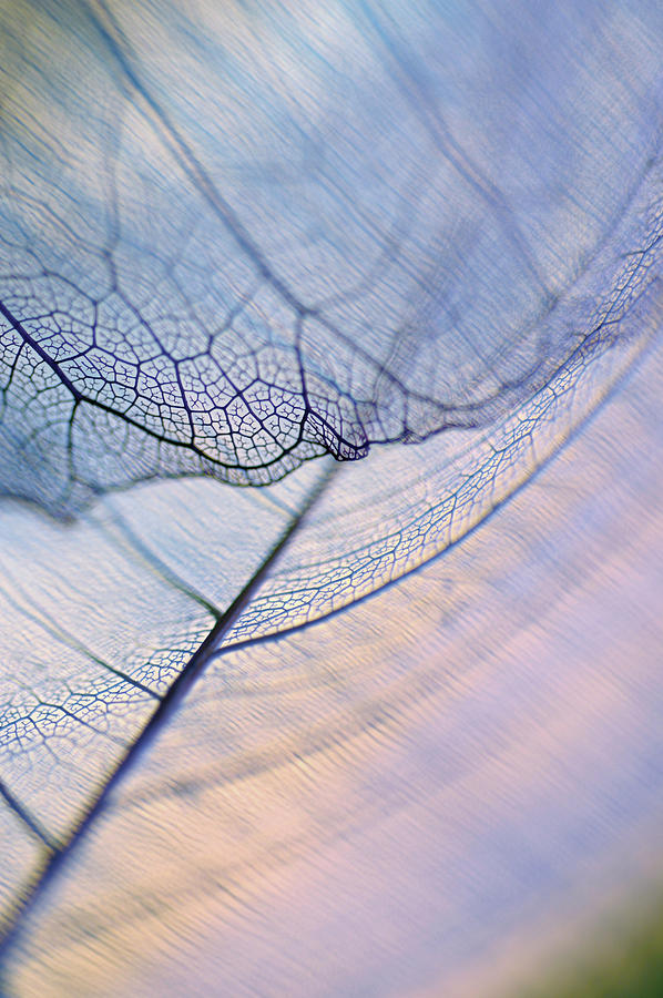 Close-up Of A Dried Leaf Vein Photograph by Glowimages