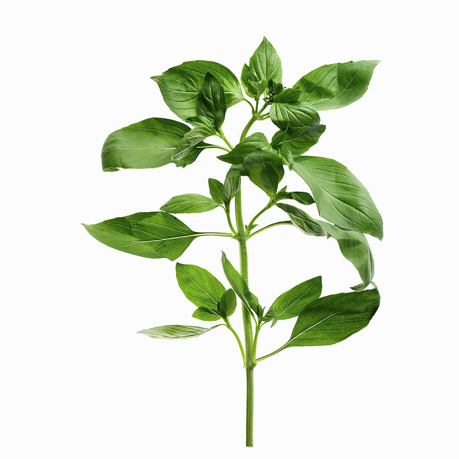 sprig of thyme substitute sprig of thyme substitute