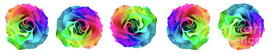 Closeup of a rainbow colored rose in full bloom #4 Digital Art by Amy Cicconi