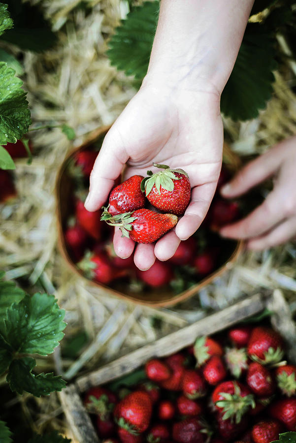 Nature Photograph - Closeup Of A Woman’s Hands Holding Fresh Strawberries. #4 by Cavan Images