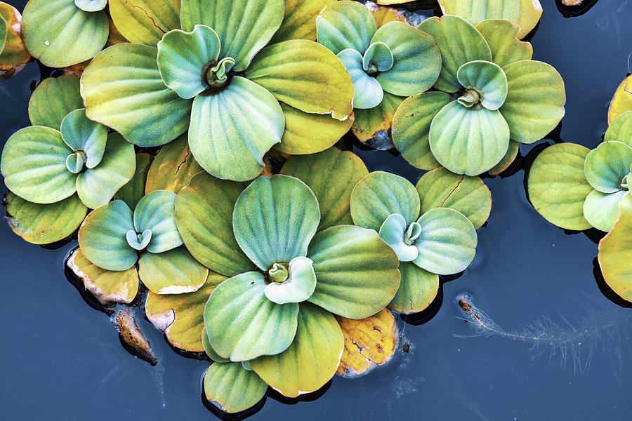 Closeup Of Patterns On Aquatic Plants. #4 Digital Art by Laura Diez
