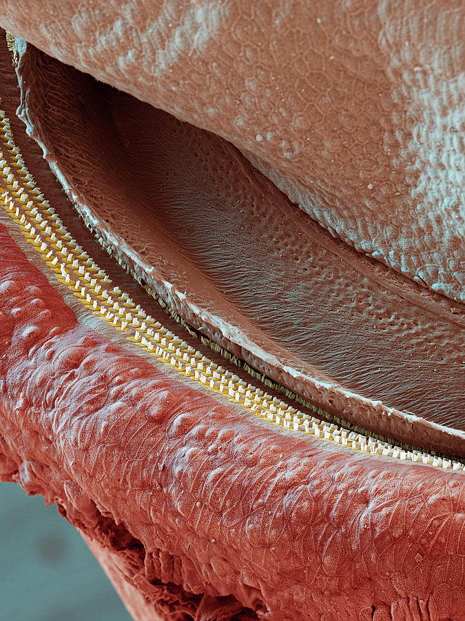 Cochlea, Coil Section, Sem #4 Photograph by Oliver Meckes EYE OF SCIENCE