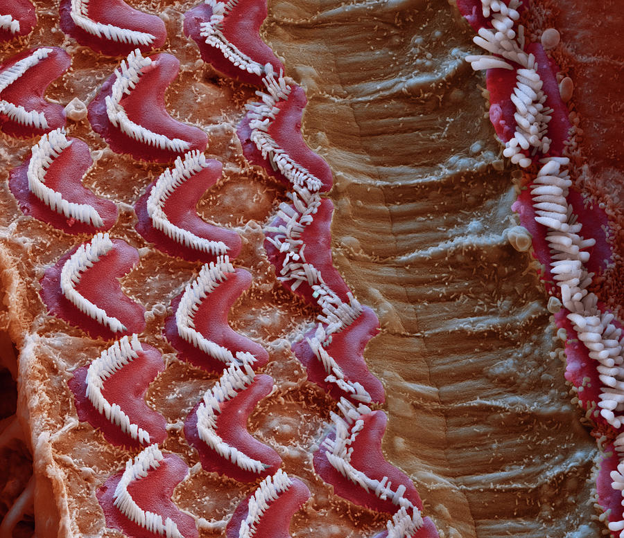 Cochlea, Outer And Inner Hair Cells, Sem #4 Photograph by Oliver Meckes EYE OF SCIENCE