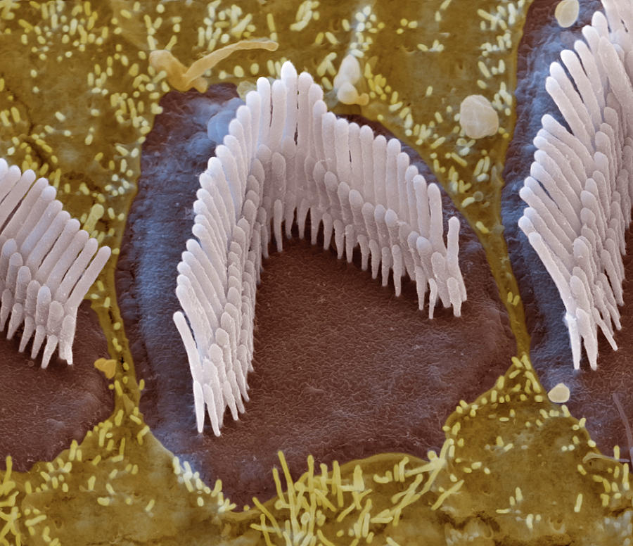 Cochlea, Outer Hair Cell, Sem #4 Photograph by Oliver Meckes EYE OF SCIENCE