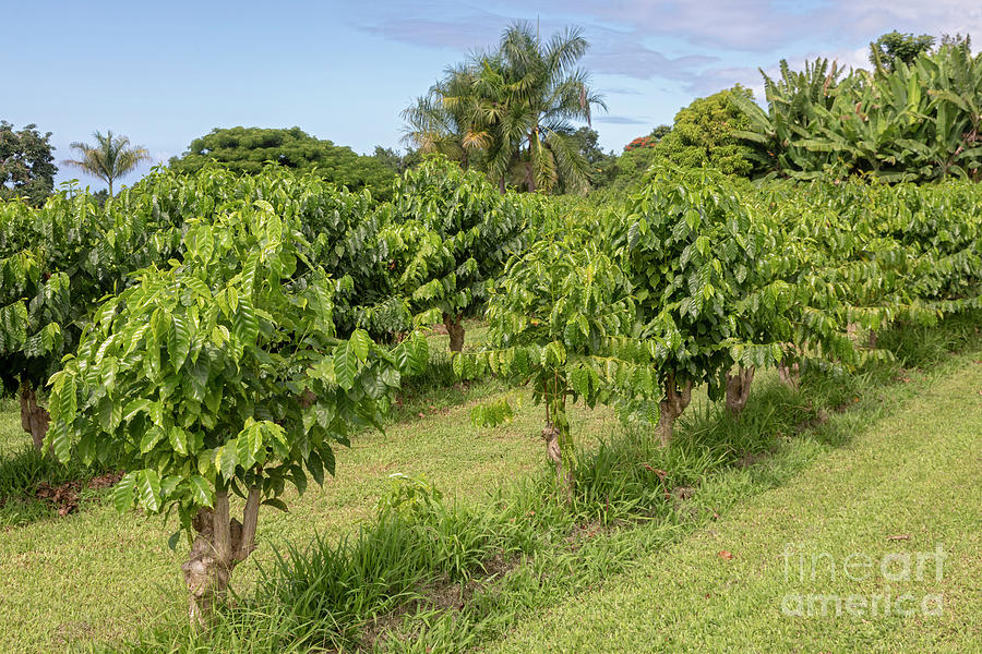 Nature Photograph - Coffee Farm #4 by Jim West/science Photo Library