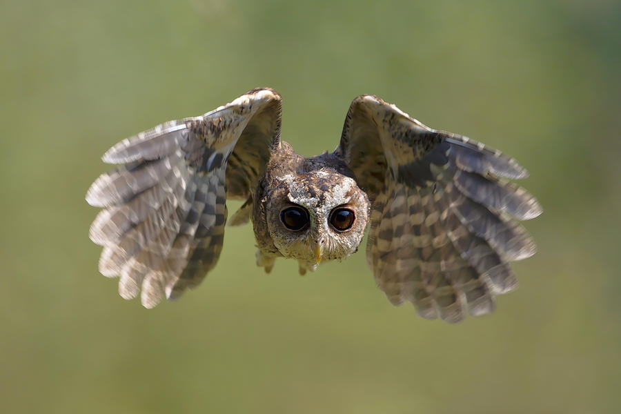 Collared Scops Owl Photograph by Gavin Lam - Fine Art America