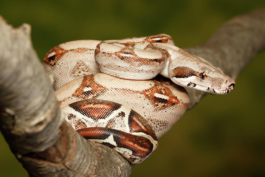 Colombian Red Tail Boa Constrictor Photograph By David Kenny,Broccolini Vs Broccoli Rabe