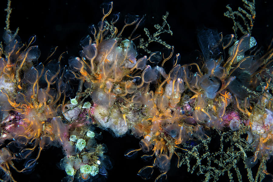 Colorful Tunicates, Sponges, Hydroids #4 Photograph by Ethan Daniels