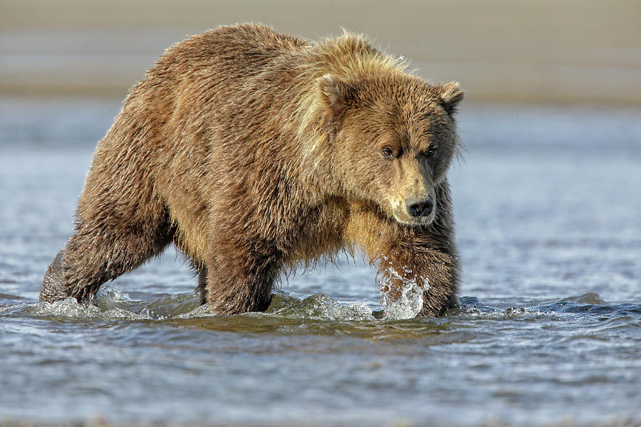 Bear Photograph - Coming In #4 by Leigh Lofgren