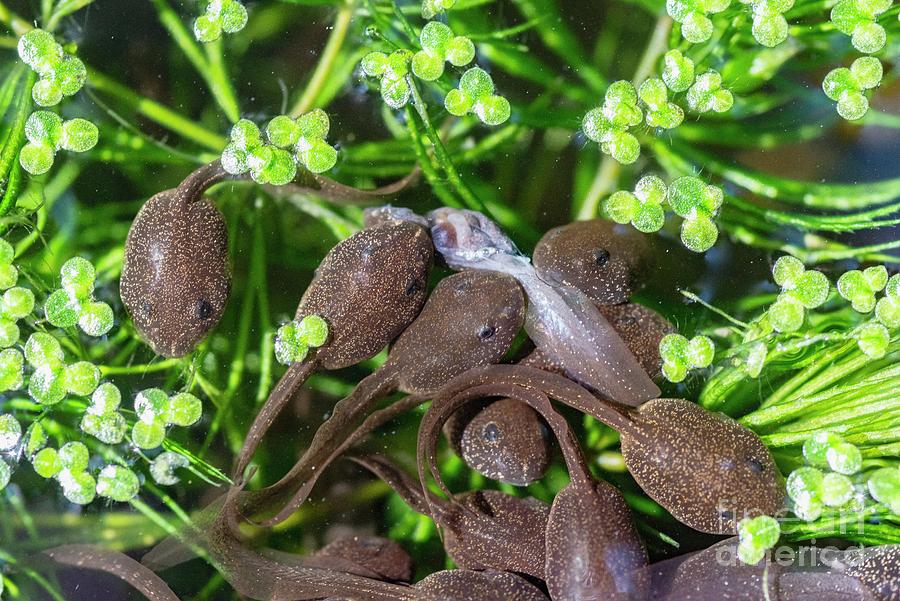 Common Frog Tadpoles Photograph By Georgette Douwma/science Photo ...