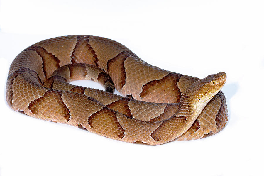 Copperhead, Agkistrodon Contortrix Photograph By Dante Fenolio - Pixels