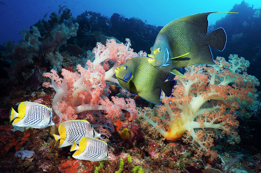 Coral Reef Fish #4 Photograph by Georgette Douwma
