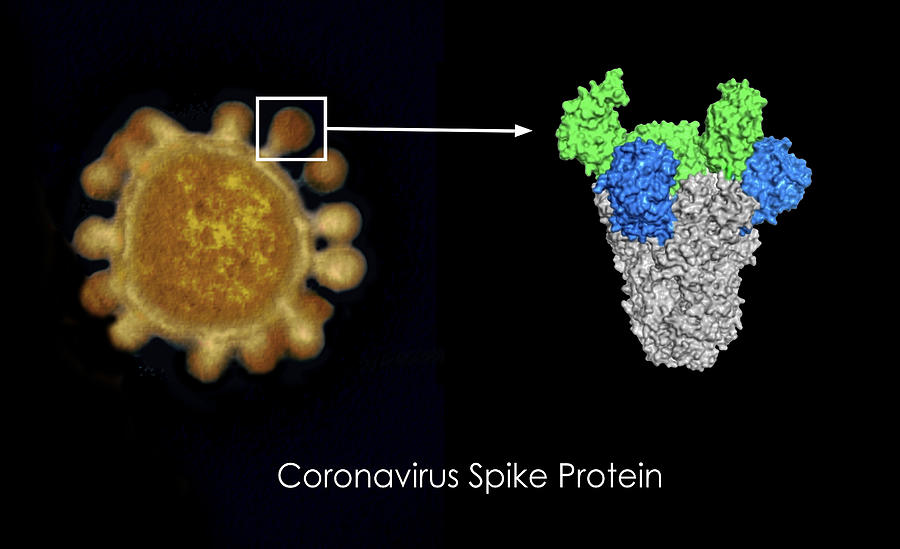 Coronavirus Spike Protein #4 Photograph by Jessica Wilson