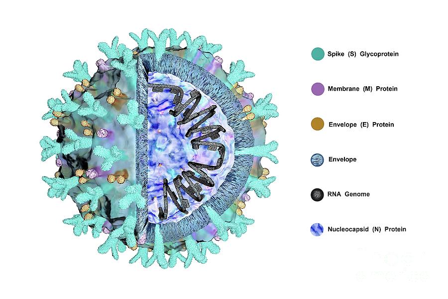 Covid-19 Coronavirus Particle Photograph by Patrick Landmann/science ...