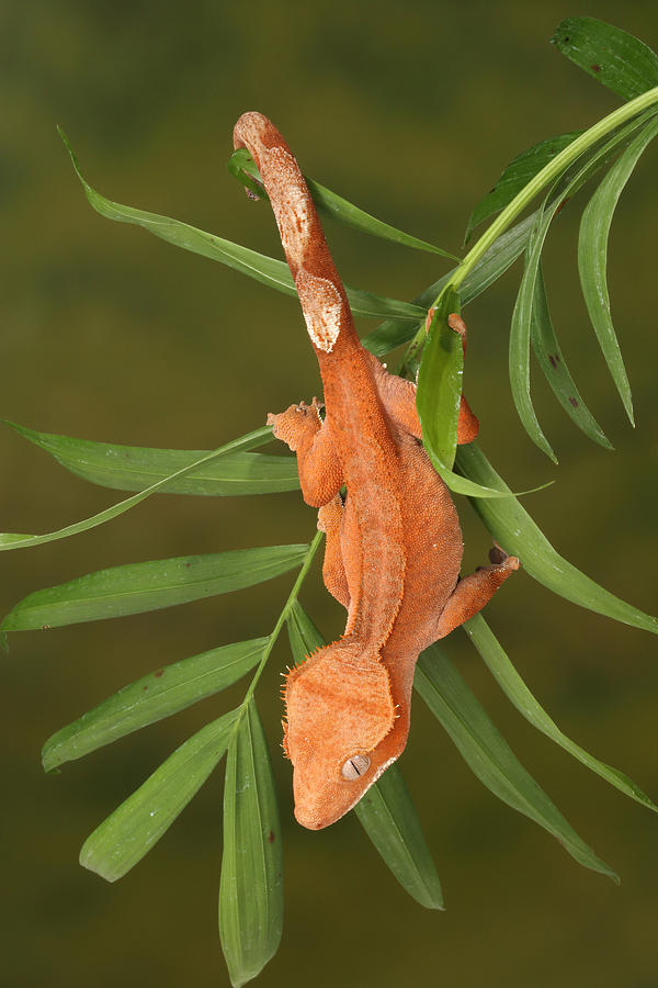 Crested Gecko Correlophus Ciliatus #4 Photograph by David Kenny