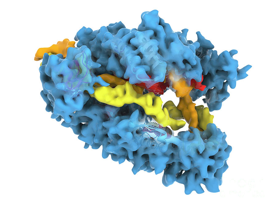 Crispr Cas12a Protein Photograph by Ramon Andrade 3dciencia/science ...