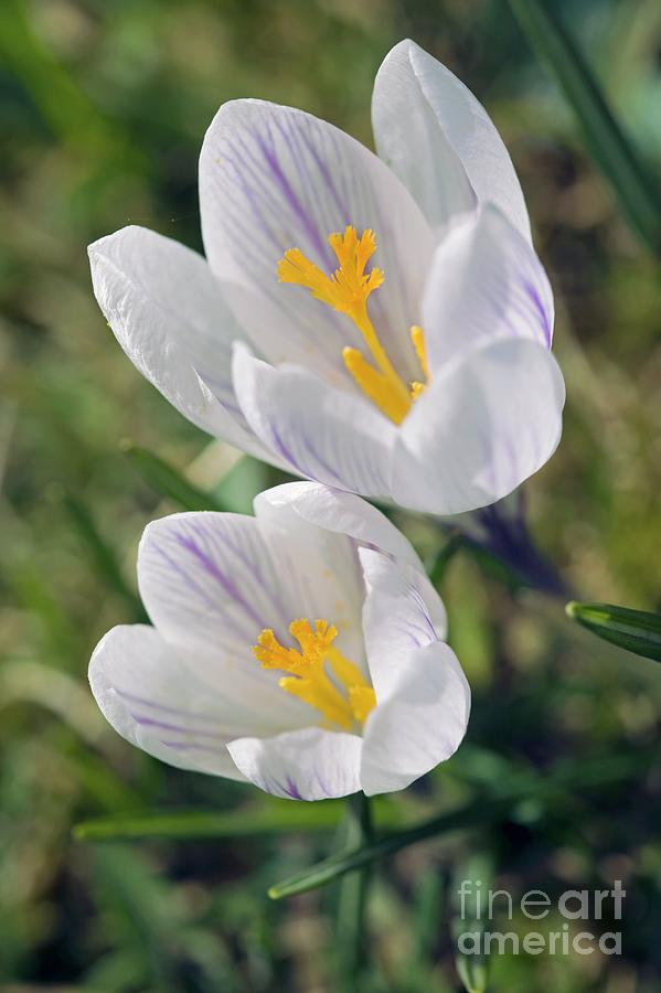Crocus Photograph - Crocus Sp by Dr Keith Wheeler/science Photo Library Crocus Photograph - Crocus Sp by Dr Keith Wheeler/science Photo Library