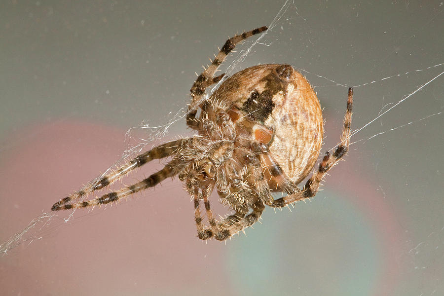 Araneus Diadematus