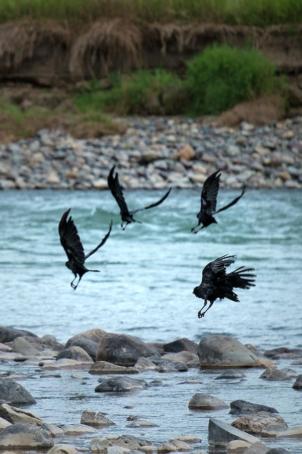 Animal Photograph - 4 Crows At The River by Mary Lee Dereske