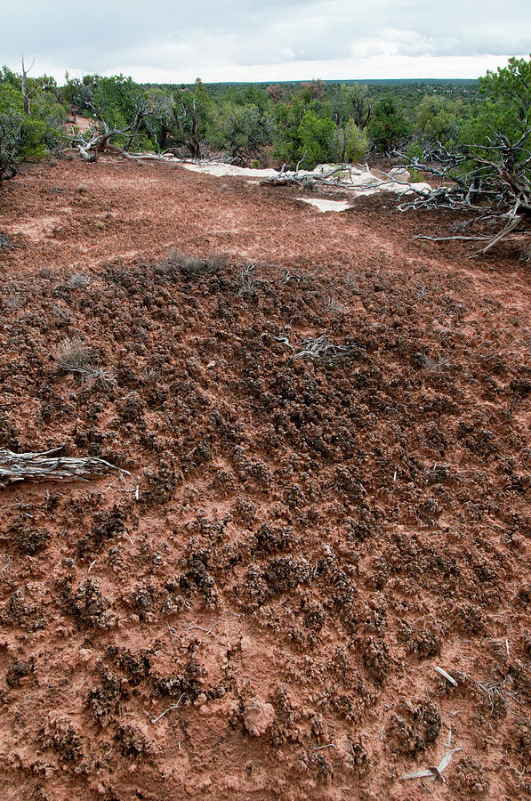 Cryptobiotic Soil Crust #4 Photograph by William Mullins