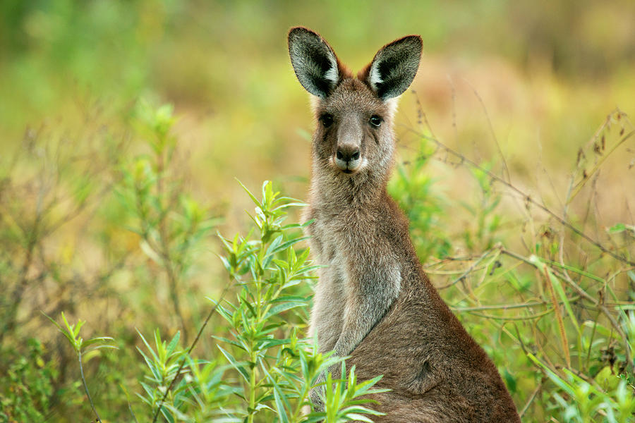 Cute Australian Kangaroo by Rob D Imagery Cute Australian Kangaroo by Rob D Imagery