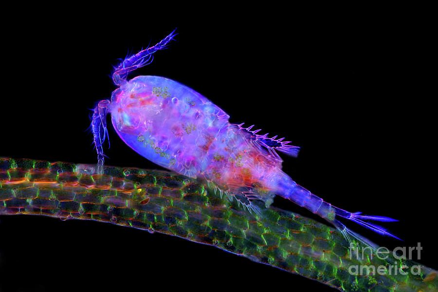 Cyclops Copepod #4 Photograph by Marek Mis/science Photo Library