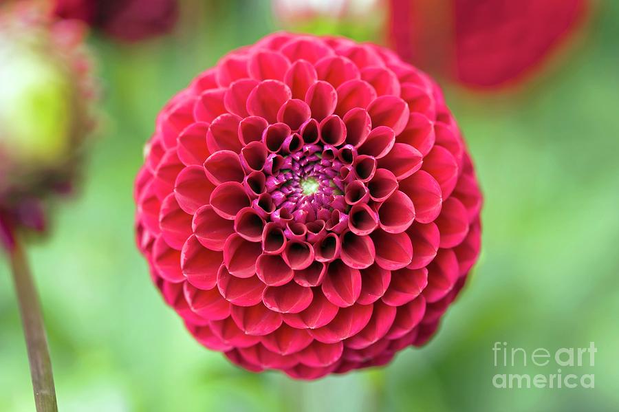 Summer Photograph - Dahlia Flowers #4 by Dr Keith Wheeler/science Photo Library
