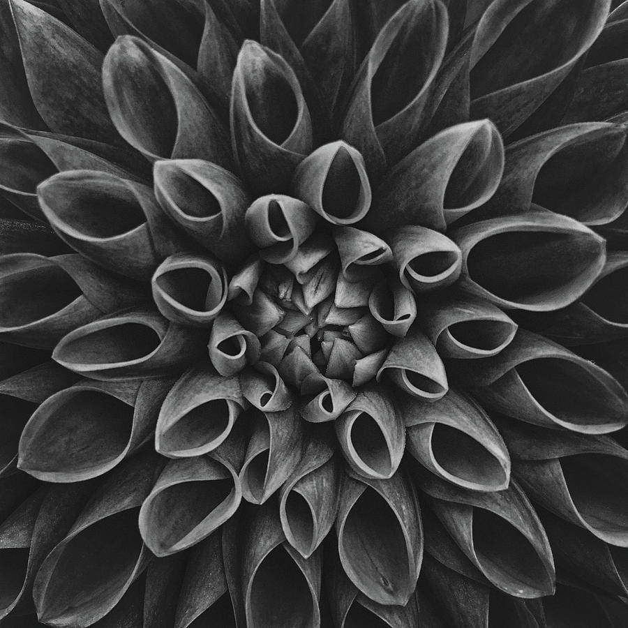 Flower Photograph - Dahlia #4 by Lotte Grnkjr