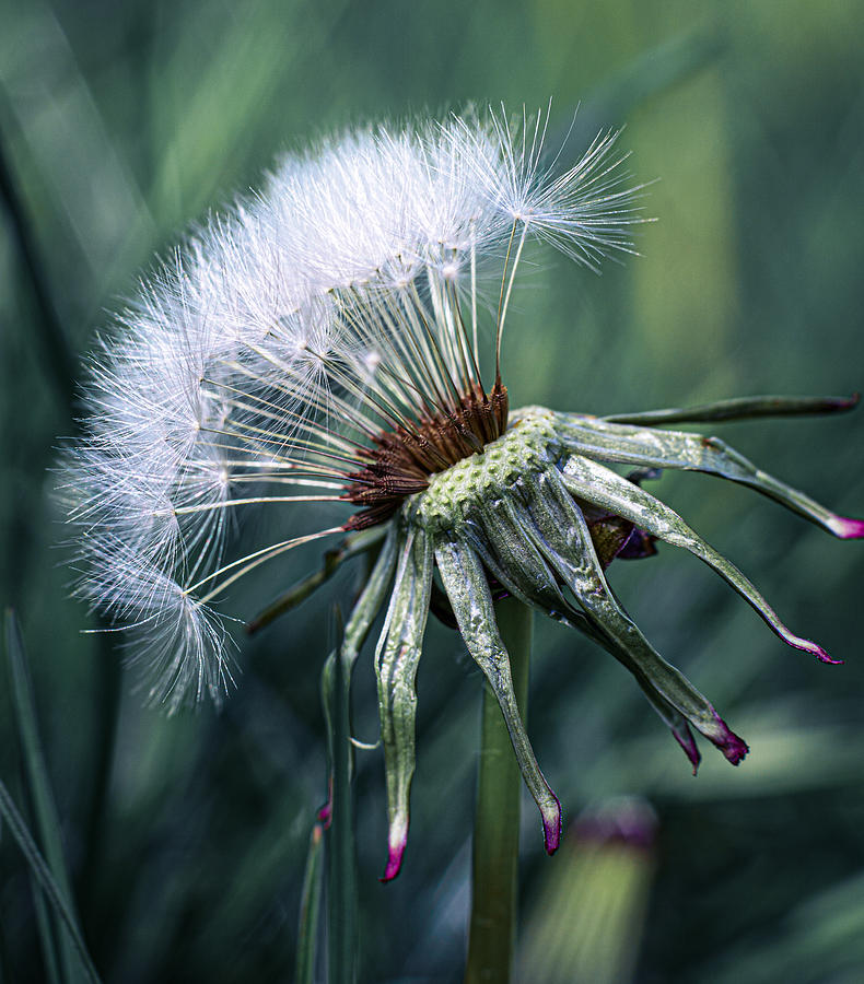 Dandelion Photograph - Dandelion Fluff #4 by Fred Louwen