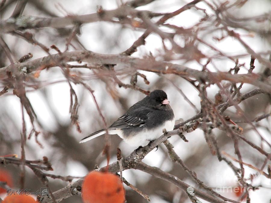 Dark-eyed Junco - Slate-colored race #4 Photograph by J McCombie