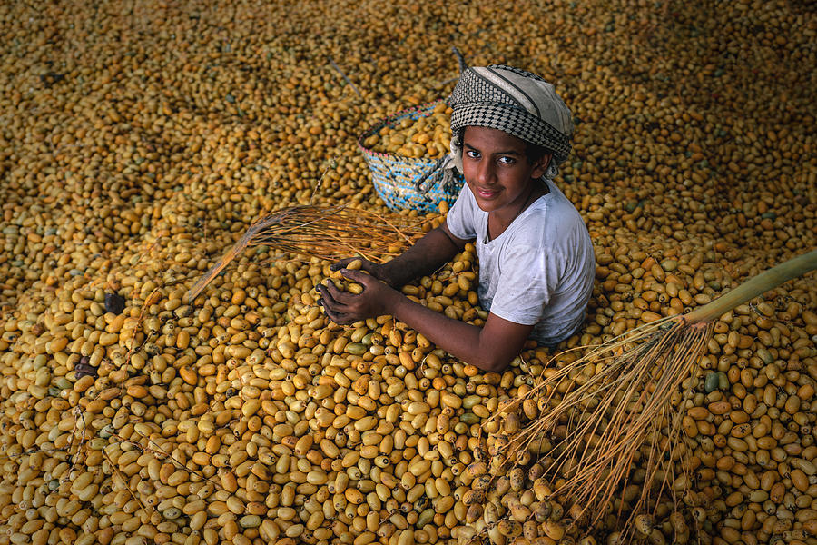 Fruit Photograph - Date Harvest Season #4 by Haitham Al Farsi