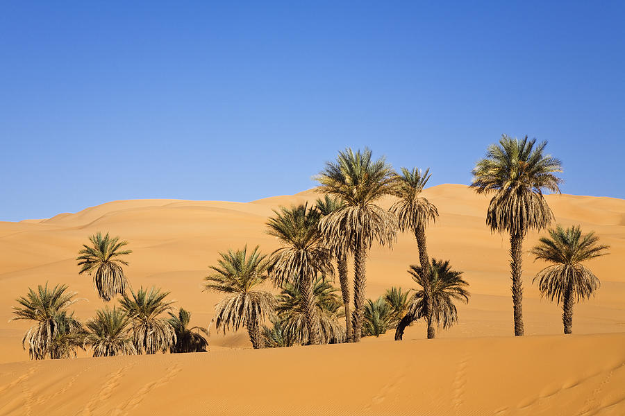 Date Palms, Phoenix Spec., In The Libyan Desert, Oasis Um El Ma, Libya, Sahara, North Africa #4 Photograph by Konrad Wothe