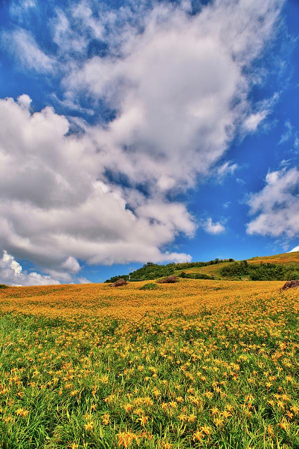 Daylilies Field On Mountain Range With #4 Photograph by Joyoyo Chen