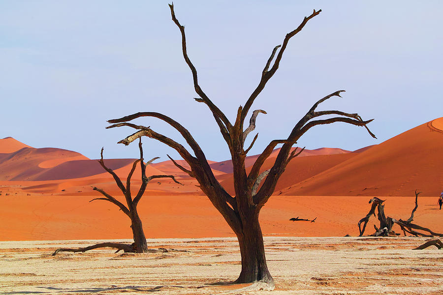 Dead Vlei Namib Desert #4 Photograph by Hiroya Minakuchi