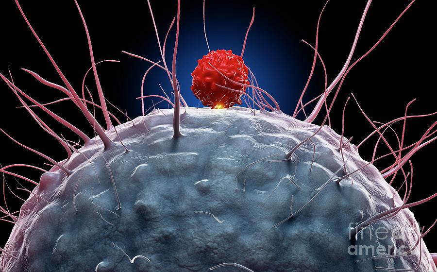 Dendritic Cell And T Cell #4 Photograph by Tim Vernon / Science Photo Library
