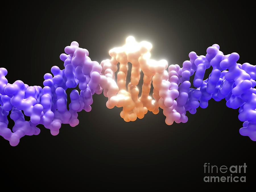 Dna Editing #4 Photograph by Maurizio De Angelis/science Photo Library