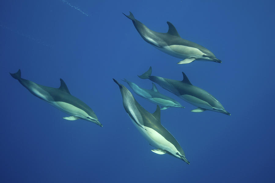 Dolphins Swimming In Tropical Water Digital Art by George Karbus ...