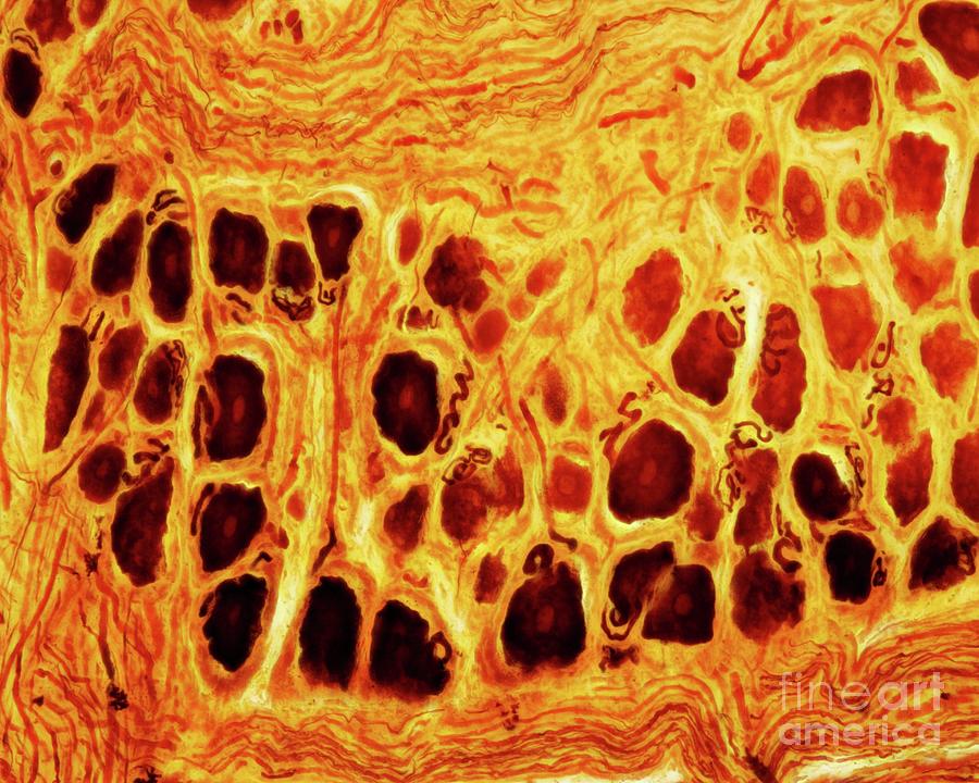 Dorsal Root Ganglion #4 Photograph by Jose Calvo / Science Photo Library