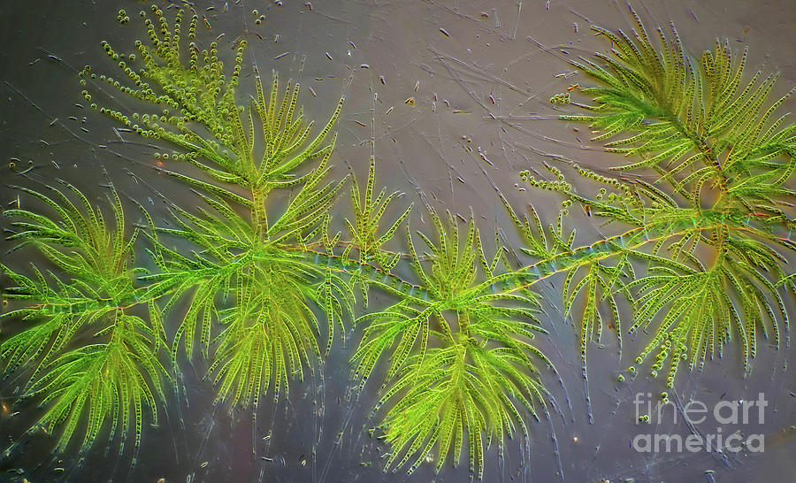 Draparnaldia Green Algae #4 Photograph by Marek Mis/science Photo Library