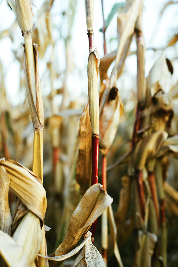 Cereal Photograph - Dried Corn Stalks In A Field At The End Of A Summer #4 by Cavan Images