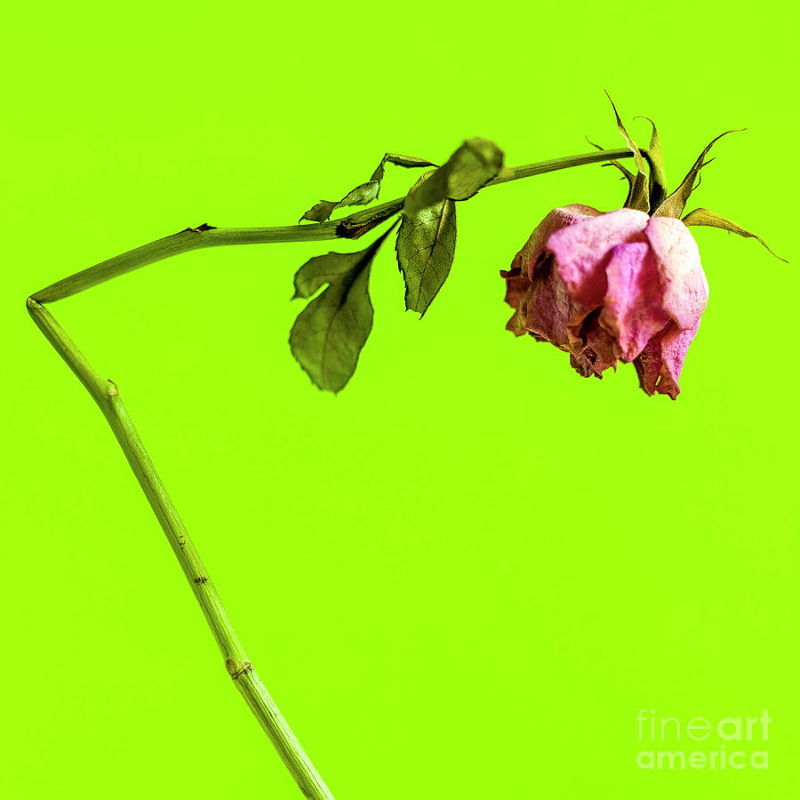 Delicate Photograph - Dying Flower Against A Green Background by Bernard Jaubert Delicate Photograph - Dying Flower Against A Green Background by Bernard Jaubert