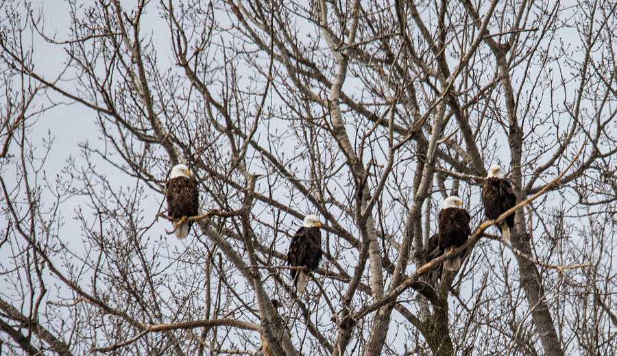 4 Eagles Photograph by Wendy Carrington