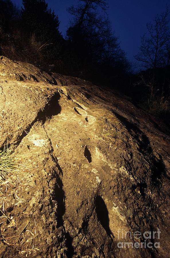 Early Human Footprints #4 Photograph by Pasquale Sorrentino/science Photo Library