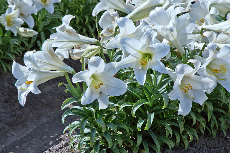 Easter Lilies #4 Photograph by Inga Spence