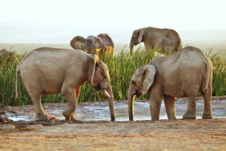Elephants, South Africa #4 Digital Art by Richard Taylor