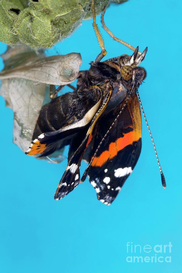Emerging Red Admiral Butterfly #4 Photograph by Dr Keith Wheeler/science Photo Library