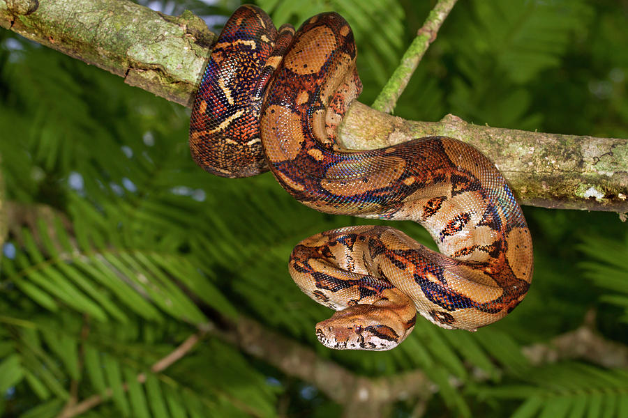 Emperor Boa Hanging In A Tree #4 Photograph by Ivan Kuzmin