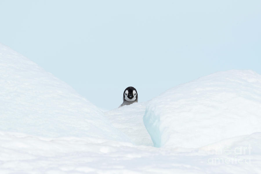 Emperor Penguin Chick Photograph By Dr P Marazzi Science Photo Library Fine Art America